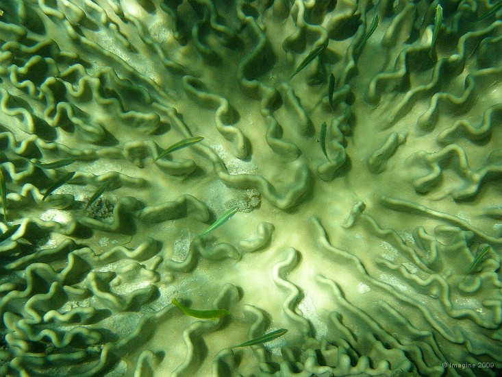 02.32- Corail en forme de labyrinthe.JPG